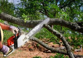 Best Storm Damage Tree Cleanup  in Cedar City, UT