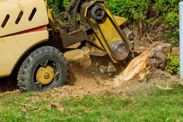 Best Sod Installation  in Cedar City, UT